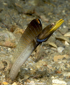 Blue throat Pike Blenny by Suzan Meldonian 